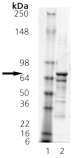 HSF1 (human), (recombinant) (His-tag) SDS-PAGE