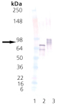 HSF1 (phosphorylated) (human), (recombinant) (His-tag) Western blot
