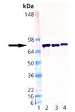 ERp72 polyclonal antibody Western blot