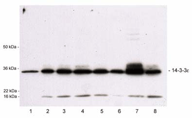 14-3-3&epsilon; (CT) polyclonal antibody Western blot