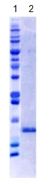 Rbx1 (human), (recombinant) (His-tag) SDS-PAGE