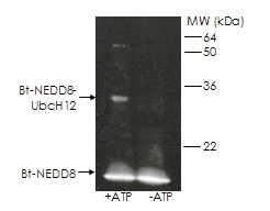 NEDD8 (human), (recombinant) (biotin conjugate) Western blot