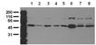 Jnk3 monoclonal antibody (4G6) Western blot