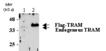 TRAM (human) polyclonal antibody (AL239) Western blot