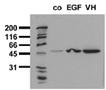 [pSer21]GSK-3&alpha; monoclonal antibody (9B8) Western blot