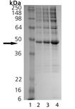 MKP-3 (human), (recombinant) SDS-PAGE