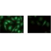 TOTAL-NUCLEAR-ID&reg; green/red nucleolar/nuclear detection kit  Fig3