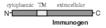 FasL (human) monoclonal antibody (2C101) Schematic structure of immunogen