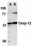 Caspase-12 polyclonal antibody Western blot