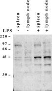 Caspase-11 (mouse) monoclonal antibody (4E11) WB