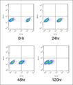 CYTO-ID&reg; Green long-term cell tracer kit Flow Cytometry