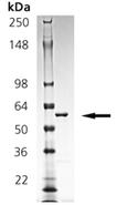 14-3-3&sigma; (human), (recombinant) (GST-tag) SDS-PAGE