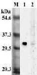 SHP (human) monoclonal antibody (SH2G5-C) Western blot
