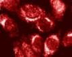 Furin convertase polyclonal antibody ICC