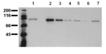&beta;-Catenin monoclonal antibody (8E4) WB