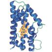 HO-1 polyclonal antibody Structure