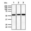 CD73 monoclonal antibody (AT89E9) WB