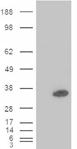 PDX1 monoclonal antibody (2A12) Western blot