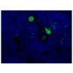 Complement component C3a/C3a (desArg) monoclonal antibody (K13/16) Immunofluorescence