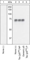 [pSer262]Tau polyclonal antibody image