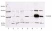 14-3-3&beta; polyclonal antibody Western blot