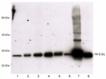 14-3-3&eta; polyclonal antibody Western blot