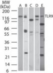 Toll-like receptor 9 monoclonal antibody (26C593.2) Western blot