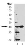 Synaptophysin monoclonal antibody (EP10) Western blot