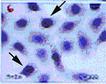 Dnmt3a (mouse) monoclonal antibody (64B1446) image