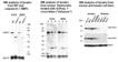 Caspase-8 (mouse) monoclonal antibody (3B10) WB