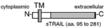 TRAIL (human) polyclonal antibody Schematic structure of immunogen