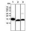 FABP1 monoclonal antibody (2G4) WB
