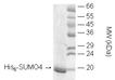 SUMO-4 (human), (recombinant) (His-tag) SDS-PAGE