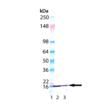 pSer139 Histone H2AX monoclonal antibody (9F3) WB
