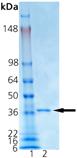 SMN1 (human), (recombinant) (His-tag) SDS-PAGE