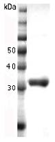 ANGPTL7 (fibrinogen-like domain) (human), (recombinant) SDS-PAGE