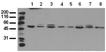 Jnk2 monoclonal antibody (12C5) Western blot