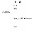 Muscarine receptor M1 polyclonal antibody Western blot