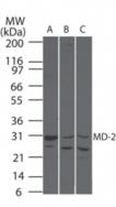 MD-2 polyclonal antibody Western blot