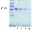 CD14 (human), (recombinant) SDS-PAGE