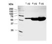 PARP-2 (mouse), (recombinant) (high purity) image
