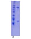 SUMO activating enzyme E1 (human), (recombinant) SDS-PAGE
