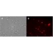 CYTO-ID&reg; Red long-term cell tracer kit  Jurkat_cells