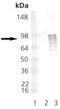 [pSer326]HSF1 polyclonal antibody Western blot