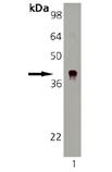 DnaJ (E. coli) polyclonal antibody Western blot