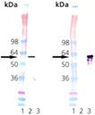 HSP60 (mouse), (recombinant) Western blot