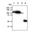 Hexokinase 1 monoclonal antibody (4D7) SDS-PAGE