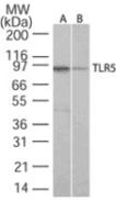 Toll-like receptor 5 monoclonal antibody (19D759.2) Western blot