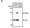 Caspase-9 (human) polyclonal antibody Immunoprecipitation