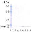 Ubiquitin monoclonal antibody (P4G7-H11) Western blot